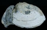 Crystal Filled Fossil Clam - Rucks Pit, FL #6044-3